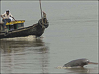 डॉल्फ़िन