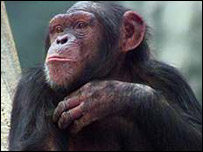 इनसान का पूर्वज