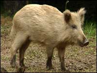 Wild boar