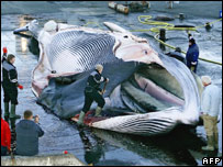 Baleia é cortada em porto na Islândia