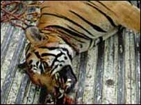 Hổ bị bắn chết