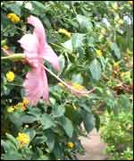 View of Stratford Butterfly Farm