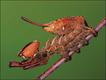 Foto: NPL/Extreme Insects/HarperCollins