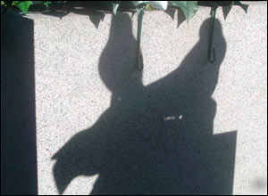 عکس از فريد مقامی