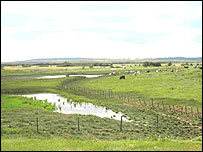 West Canvey Marsh (Chris Durdin)