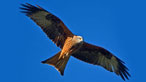 Red Kite. Photo: A Davies