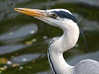 Heron