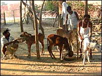 गाय दुहता एक क़ैदी