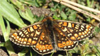 Marsh fritillary by Mike Turtle