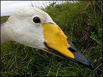 Gudjohnson the swan by Martin McGill