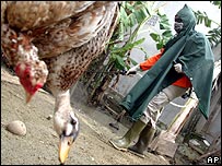 Phòng cúm gia cầm