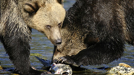 Nature's Great Events