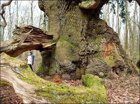 Wiltshire's Ancient Trees