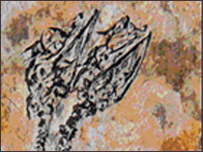 दो सिरों वाला जीवाश्म