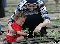 یک يهودي در حال سبزی کاری در شهرک نت زاريم
