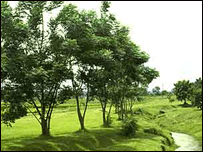 नीम का पेड़