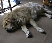 Kendal having a sleep 