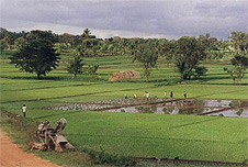 Rice fields in India