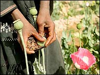 پوست کے کھیت