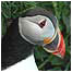 Puffin