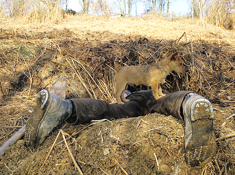 A gamekeeper and his dog hunting out foxes