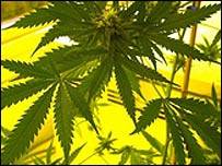 भांग की पत्ती (फ़ाइल फ़ोटो)