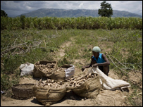 हैती में अनाज की कमी