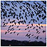Wetland activities (Image: Geese in flight c/o WWT)