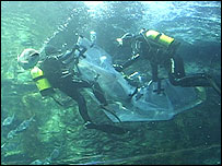 Mergulhadores levam tubarão para massagem em saco plástico