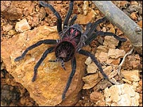 Forest tarantula