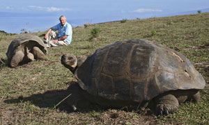 A Life In Cold Blood:  Sir David Attenborough and a pair of Galapagos giant tortoises (geochelone elephantopus)