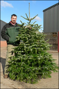 David Brown with one of his Christmas trees