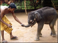 महावत चिलु के साथ कलिंग