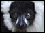 A lemur