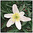 Wood Anemone c/o Natural England and Peter Wakely