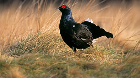 Black Grouse by Chris Gomersal