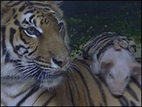 Saimai e um dos porquinhos