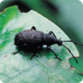 Vine weevil