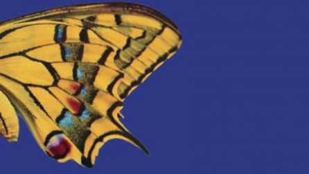 Rhan o glawr y llyfr