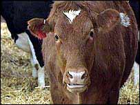 अमरीकी गाय