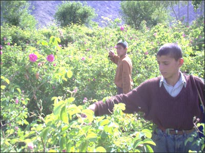 جمع آوری گلاب از بته ها