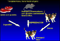 از منبع تا سرايت