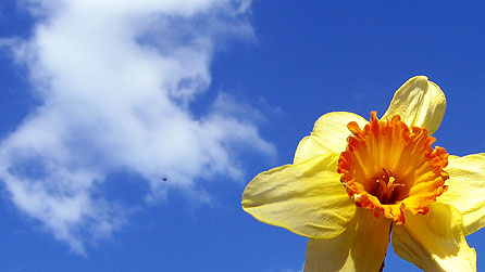 Cennin Pedr - Feuillu, Flickr