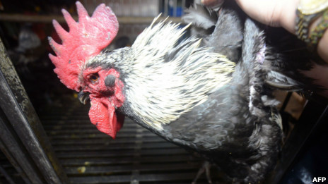 台北一家市场售卖的活鸡