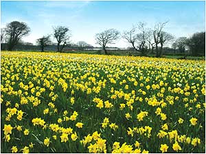 Jeresy (Image: Daffodils c/o /o Jersey Tourist Board)