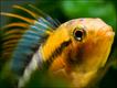 Apistogramma baensch (foto: Kris Weinhold)