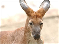 Canguru em zoológico de Sydney
