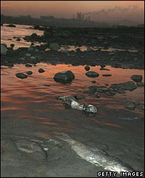 Songhua nehrindeki ölü balıklar