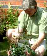 June in Brolly's Garden 