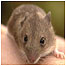 Mice and Voles (Image: Mouse)